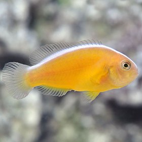 تصویر دلقک ماهی اسکانک نارنجی - Orange Skank Clownfish 