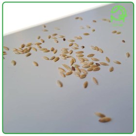 تصویر تخم کتان سفید (ایرانی | طیور) 