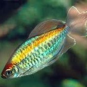 تصویر ماهی تترا کنگو Congo tetra 