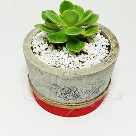 تصویر گل طبیعی ساکولنت اچوریا 