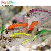 تصویر ماهی کالر فیش رنگی سایز ۳ تا ۵ سانت 