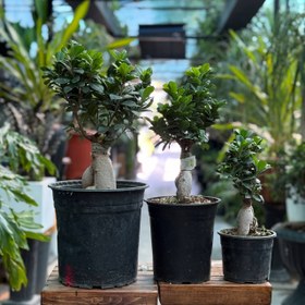 تصویر گیاه بنسای 