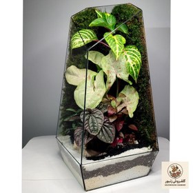 تصویر گیاه طبیعی تراریوم مدل 01 | کد: ZNB-57J 