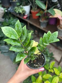 تصویر زاموفیلیا ابلق تایلندی 