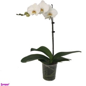 تصویر گیاه طبیعی ارکیده سفید مدل آندیس کد 404 