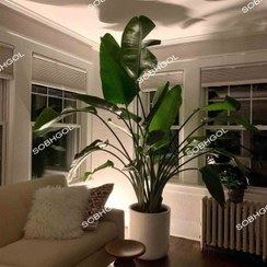 تصویر گیاه آپارتمانی نیکولای بزرگ مدل NIK07 