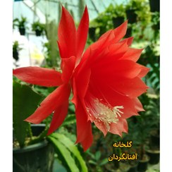 تصویر اپیفیلوم یا کاکتوس ارکیده ای گل قرمز ودرشت چند شاخه 