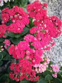 تصویر گل کالانکوئه Kalanchoe