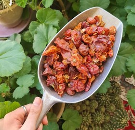 تصویر فلفل عنابی 