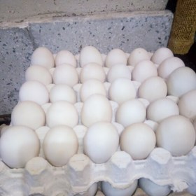 تصویر تخم اردک (بدون بو ) ارگانیک 60 عددی 