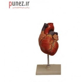 تصویر مولاژ مدل آناتومی قلب انسان کد 23 