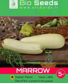 تصویر بذر كدو خورشتي Bio Seeds 