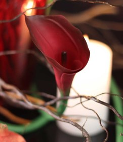 تصویر گل شیپوری سرخ 