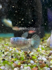 تصویر فایتر ماده 