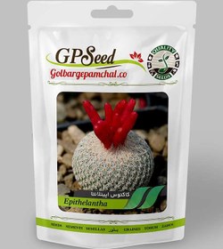 تصویر بذر کاکتوس اپیتلانتا 