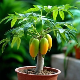 تصویر نهال پاپایا ردلیدی پاکوتاه Papaya plant