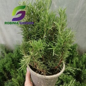 تصویر رزماری 