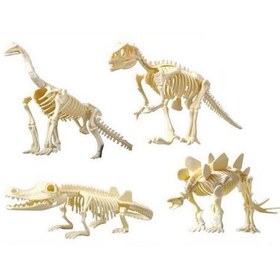 تصویر فسیل دایناسور chuang huang 