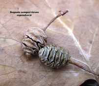 تصویر بذر درخت سکویا Sequoia sempervirens 