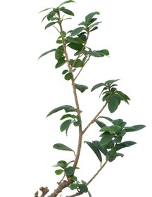 تصویر گیاه بونسای 