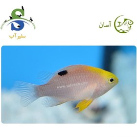 تصویر ماهی دامسل تالبوتی 