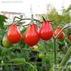 تصویر بسته 10 عددی بذر گوجه چری قرمز گلابی یا گوجه لامپی (Tomato Plum Cherry Red Pear) ا بذر گوجه لامپی قرمز  Red PearTomato بذر گوجه لامپی قرمز  Red PearTomato
