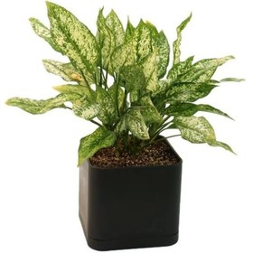 تصویر آگلونما سفید AG13 