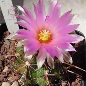 تصویر بذر تلو کاکتوس بایکلر 10 عددی 