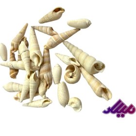 تصویر صدف کد 1170116 