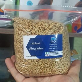 تصویر گندم پرنده مدل طوطی سانان وزن یک کیلوگرمی،دانه پرنده دانه عروس هلندی،طوطی برزیلی 