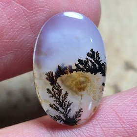 تصویر شجر قائن گل مشکی زیبا واضح 