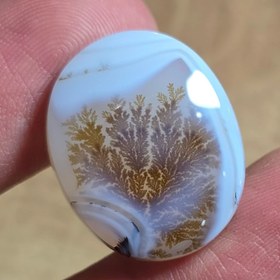 تصویر شجر قائن قواره دار. 