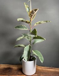 تصویر فیکوس ابلق Ficus elastica