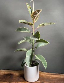 تصویر فیکوس ابلق Ficus elastica