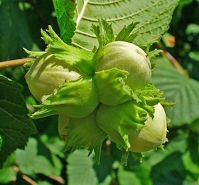 تصویر نهال فندق انیس 