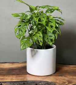 تصویر پتوس حصیری 