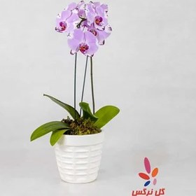 تصویر گلدان حسن یوسف (سایز کوچک) | کد: ZNB-1C1Z 