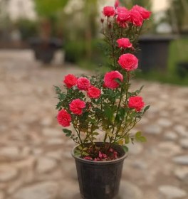 تصویر گل ساناز 