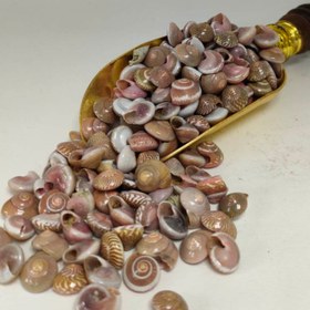 تصویر صدف ایرانی 