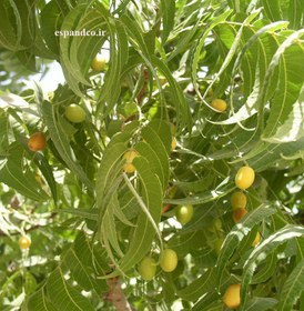 تصویر بذر چریش (5 عددی) Azadirachta indica 