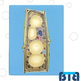 تصویر مولاژ سلول گیاهی 