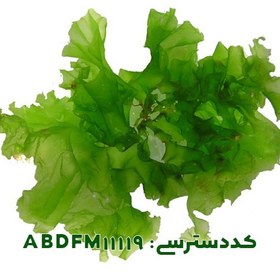 تصویر اولوا لاکتوکا ( Ulva lactoca M11119 ) 