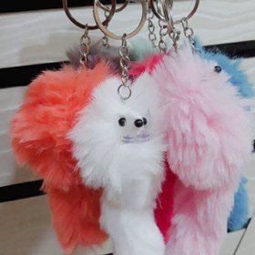 تصویر جاکلیدی سمور 