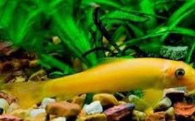 تصویر ماهی کت فیش برنز آلبینو درشت ۱۲_ ۱۳ سانت Albino siamese catfish