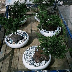 تصویر بونسای کاج جونی پروس سایز کوچک 