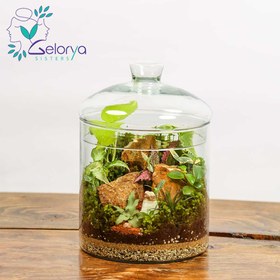 تصویر تراریوم گلد میدل vip 