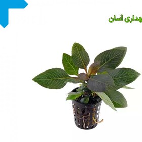 تصویر گیاه آبزی سیبی 