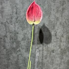 تصویر آنتریوم 