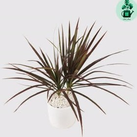 تصویر دراسنا قرمز 