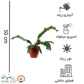 تصویر گیاه آنتوریوم یا موج عشق با ارتفاع 50 الی 60 (415) 